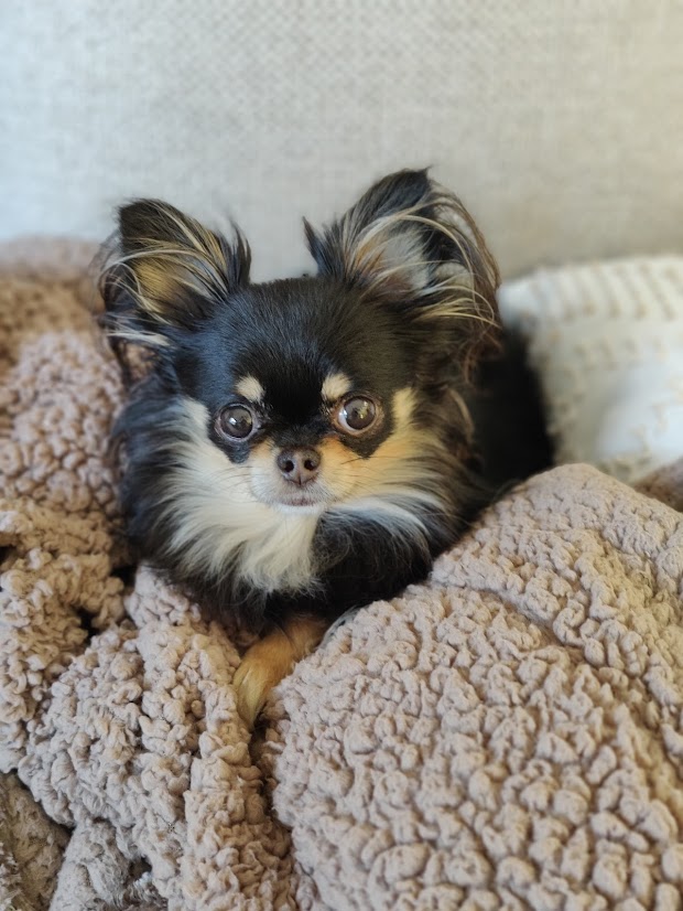 Olly on couch