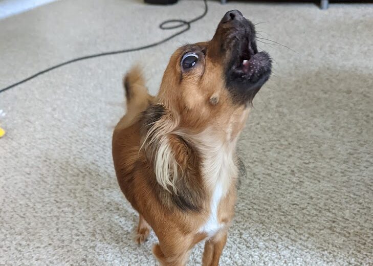 Rudy howling